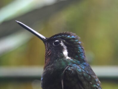 COLIBRIS, DSC_0447aaa