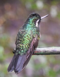 COLIBRIS, DSC_0460a