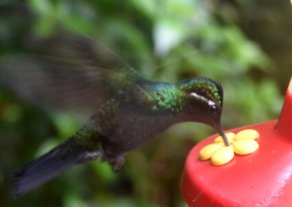 COLIBRIS, DSC_0461a