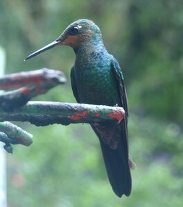 COLIBRIS, DSC_0469a