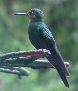 COLIBRIS, DSC_0471a