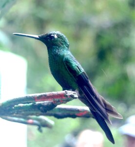 COLIBRIS, DSC_0473a