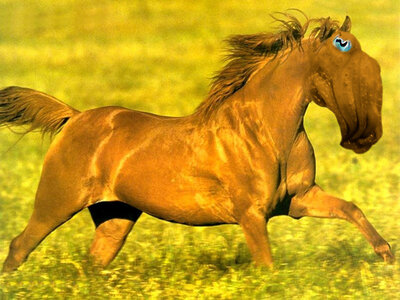 Zèbres, Seiche-chevaux