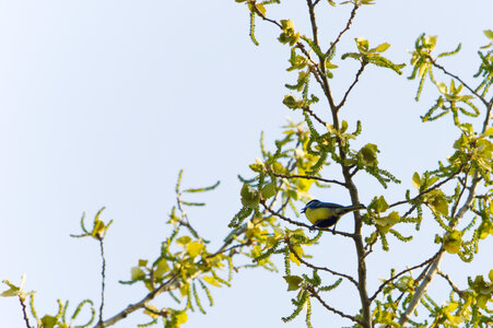 Zèbres, mésange