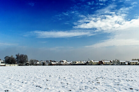 Zèbres, champs sous la neige