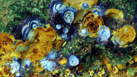 Zèbres, azurite malachite wallpaper