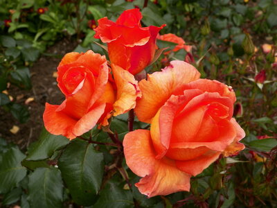 Catherine et Phil, 100_0660