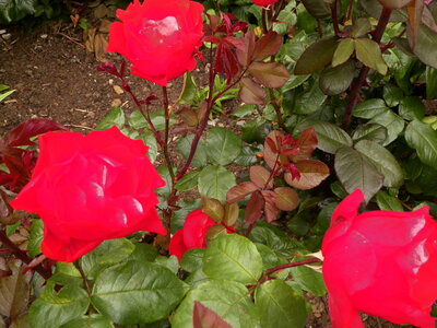 Catherine et Phil, 100_0661