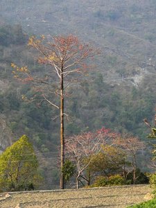 Népal_2019, P1011110