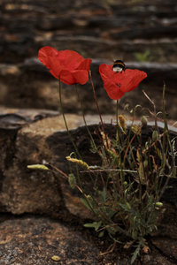 essaies-photographiques, rayol-coquelicots-201806