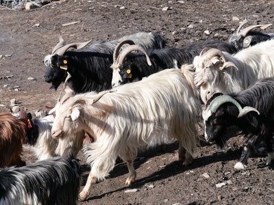 Népal_2019, P1000436