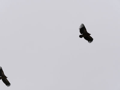Népal_2019, P1000498