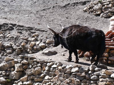 Népal_2019, P1000792