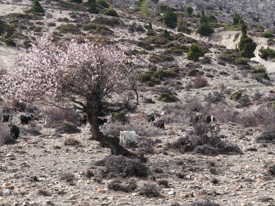 Népal_2019, P1000822