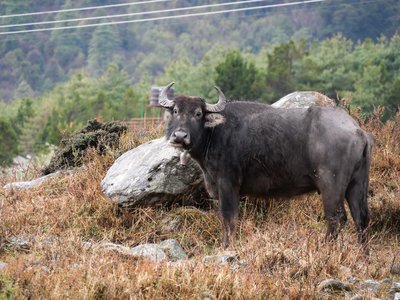 Népal_2019, P1000890