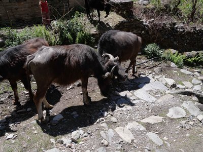 Népal_2019, P1000923