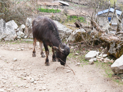 Népal_2019, P1000996