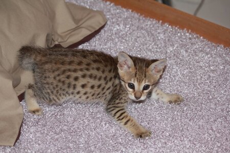 Africat Savannah, 06