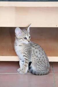 Africat Savannah, 10
