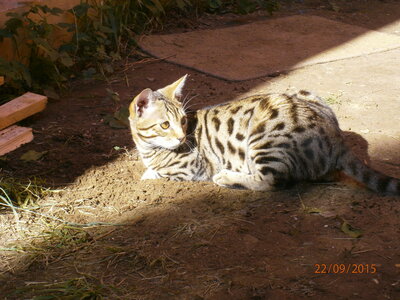 Africat Savannah, 15