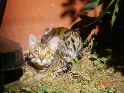 Africat Savannah, 16