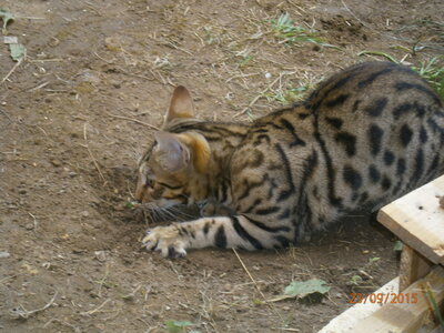 Africat Savannah, 17