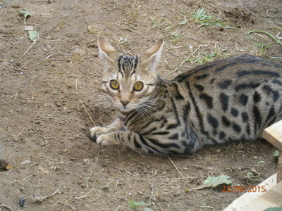 Africat Savannah, 18