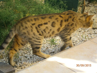 Africat Savannah, 22