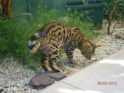 Africat Savannah, 23