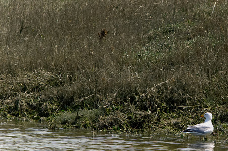 Baie de Somme, angle