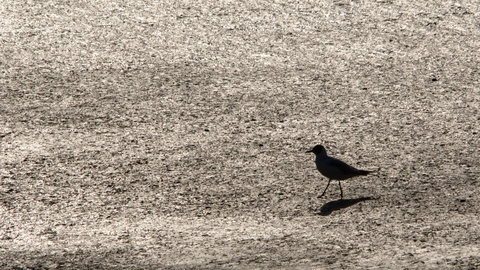 Baie de Somme, DSC_9616
