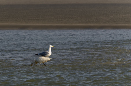 Baie de Somme, féneant