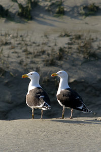 Baie de Somme, jumeaux maléfiques le retour