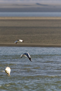 Baie de Somme, mouette