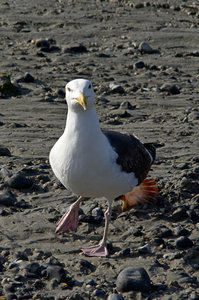 Baie de Somme, portrait