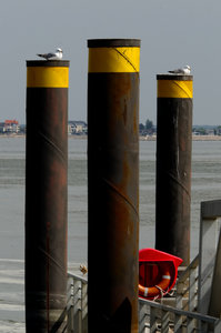 Baie de Somme, poteaux