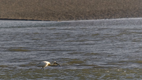 Baie de Somme, spatule