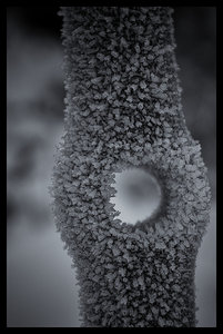 Exportation web, 2010-01-23_k200_14-25-43_N&B_web1024