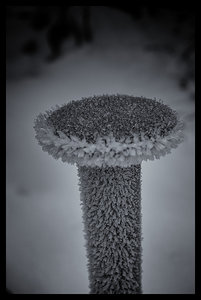 Exportation web, Givre III - 2010