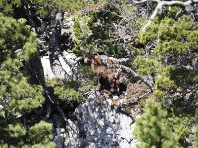Vercors mai 2019, P1011327