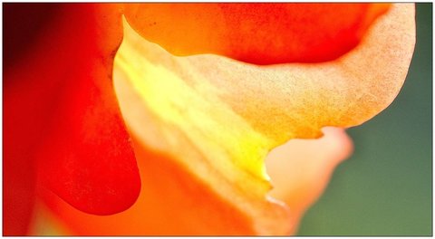 Roses, Rose_01