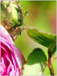 Roses, Rose_05