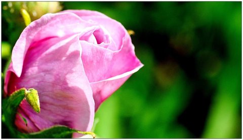 Roses, Rose_06