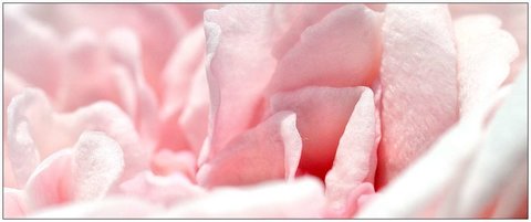 Roses, Rose_10