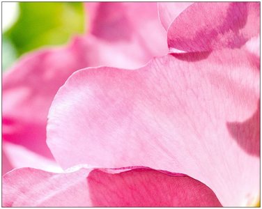 Roses, Rose_13