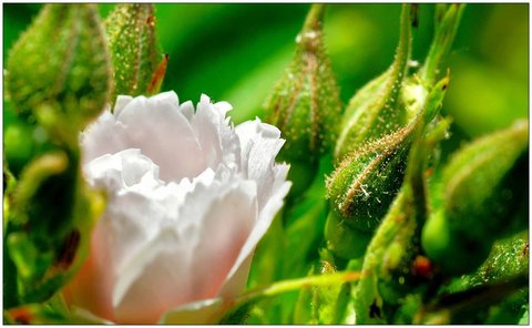 Roses, Rose_15