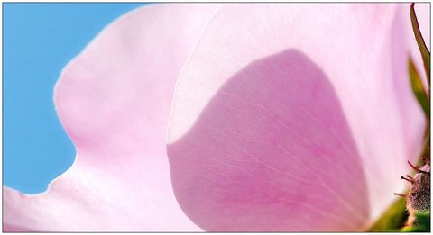 Roses, Rose_17