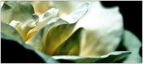 Roses, Rose_19