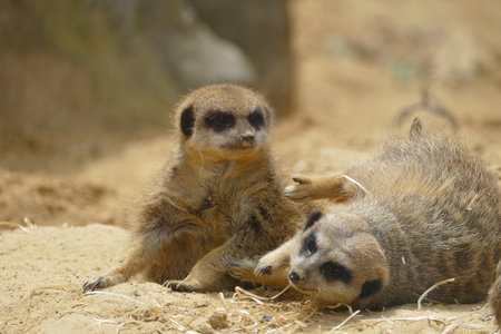 zoo thoiry , P2090161