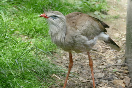 zoo thoiry , P2090173